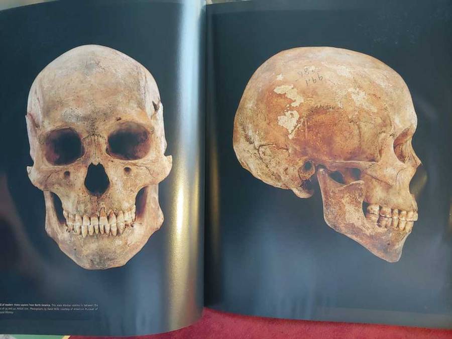 From Lucy To Language - Anthropology