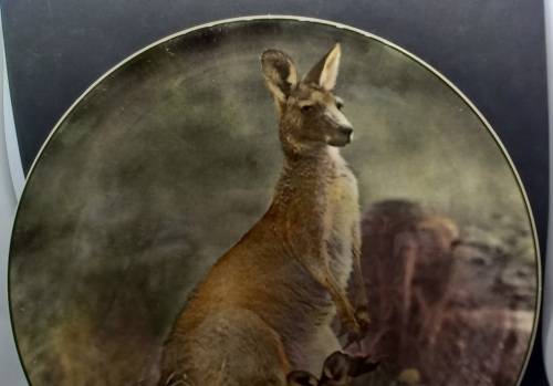 Vintage Royal Doulton Mother Kangaroo with Joey. D.6423 Plate 265mm