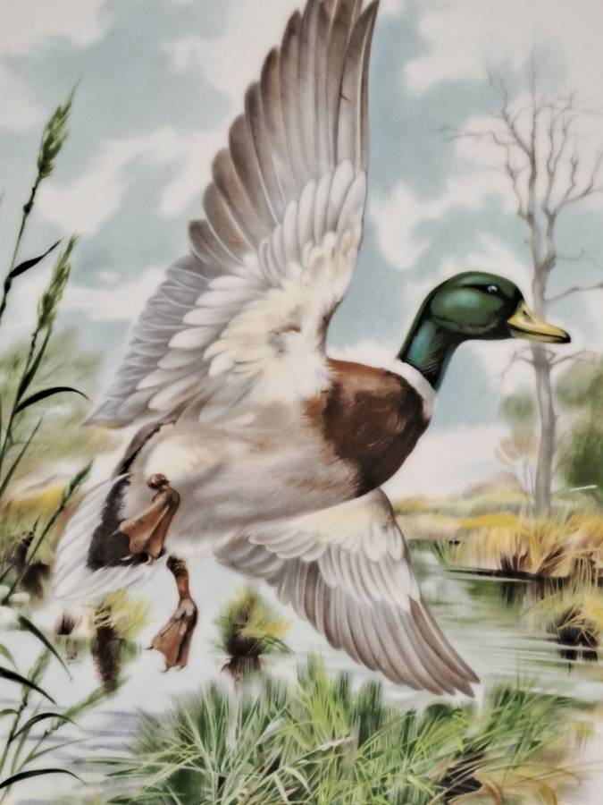 Vintage Royal Chelsea Bone China BIRDS OF THE COUNTRY SIDE COLLECTION THE MALLARD Plate -England