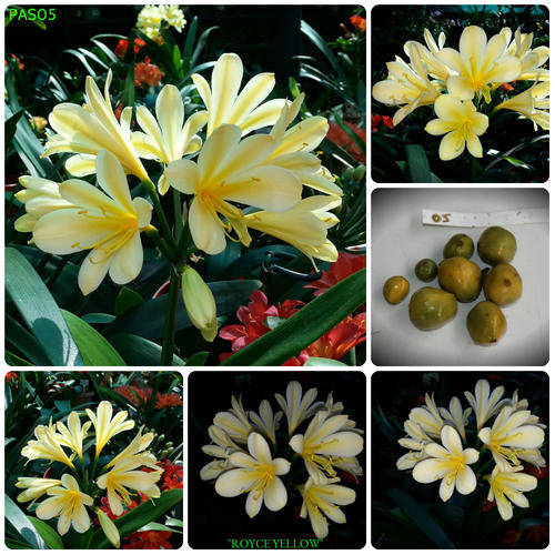 From The Be-Amazed Clivia Collection : "Royce Yellow"  Packet of 3 Seeds