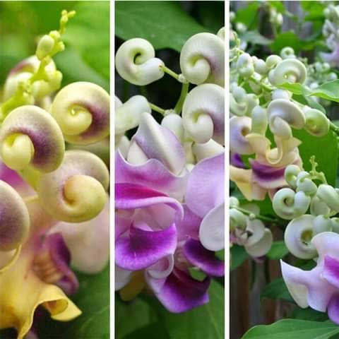 Snail/Corkscrew Vine, Profuse bloomer, loves heat, cover that fence! Strong Fragrant. A must!!