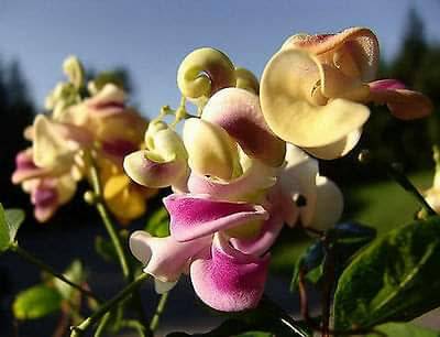 Snail/Corkscrew Vine, Profuse bloomer, loves heat, cover that fence! Strong Fragrant. A must!!