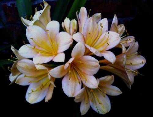!!! 60 Good Quality Peach x Yellow Clivia Seedlings!!!