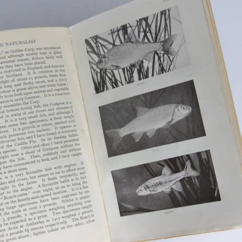 The Young Naturalist - a Guide to British Animal Life by W.Percival Westell
