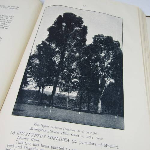 Transvaal Forest Report by De Hutchins 1904 in depth discussion on types of trees