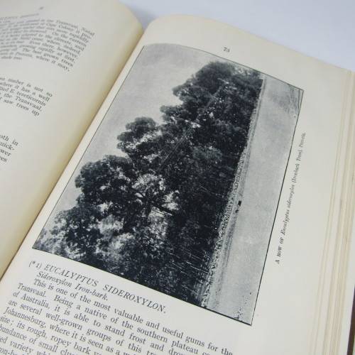 Transvaal Forest Report by De Hutchins 1904 in depth discussion on types of trees