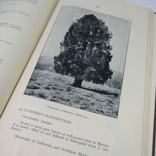 Transvaal Forest Report by De Hutchins 1904 in depth discussion on types of trees