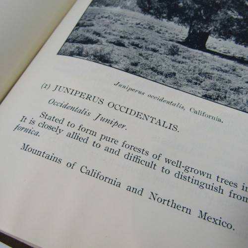 Transvaal Forest Report by De Hutchins 1904 in depth discussion on types of trees