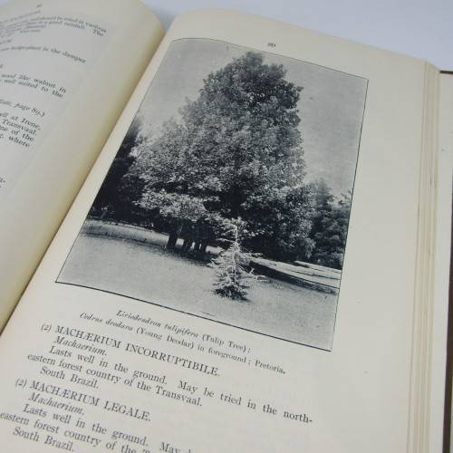 Transvaal Forest Report by De Hutchins 1904 in depth discussion on types of trees