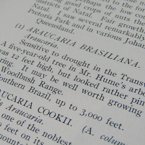 Transvaal Forest Report by De Hutchins 1904 in depth discussion on types of trees