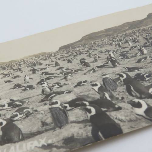 Postcards of penguins - Penguin Island near Luderitz