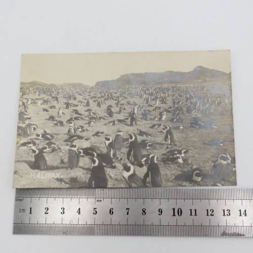 Postcards of penguins - Penguin Island near Luderitz