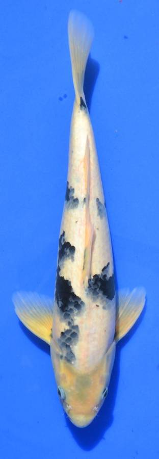 Happy Koi Koi Auction