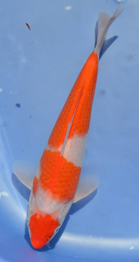 Happy Koi Koi Auction