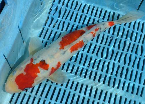 Happy Koi Koi Fish Auction