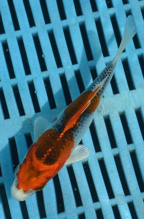Happy Koi Koi Fish Auction
