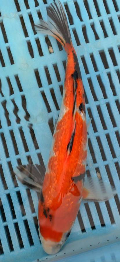 Happy Koi Auction