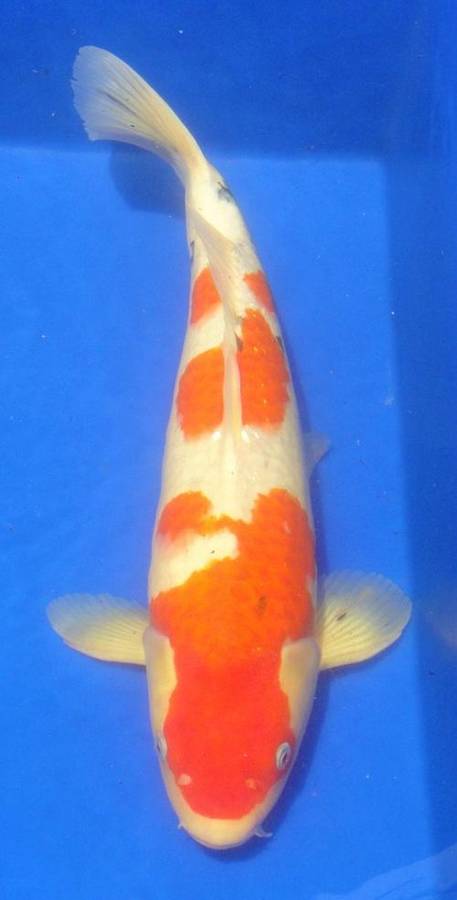 Happy Koi Koi Fish Auction