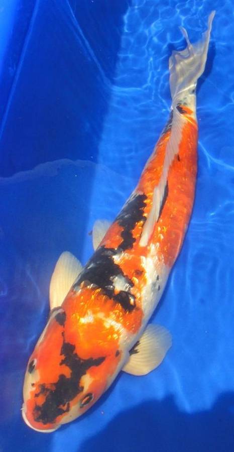 Happy Koi Koi Fish Auction