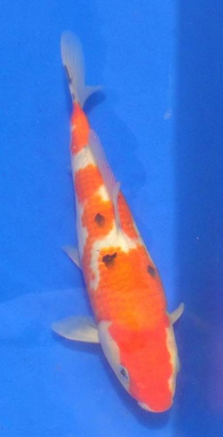 Happy Koi Koi Fish Auction