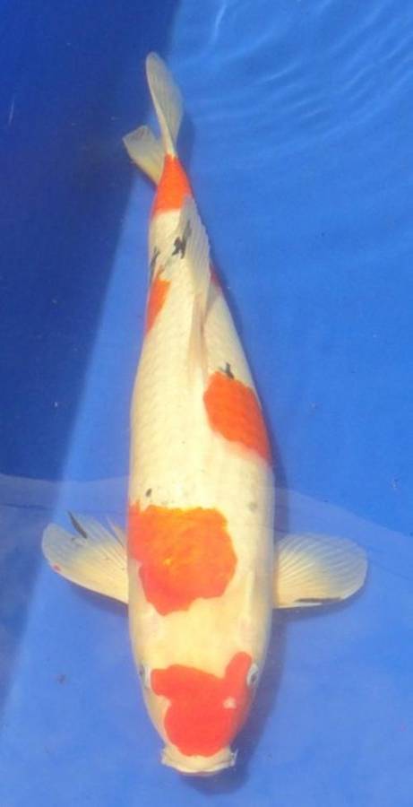 Happy Koi Koi Fish Auction