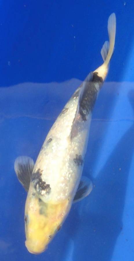 Happy Koi Koi Fish Auction