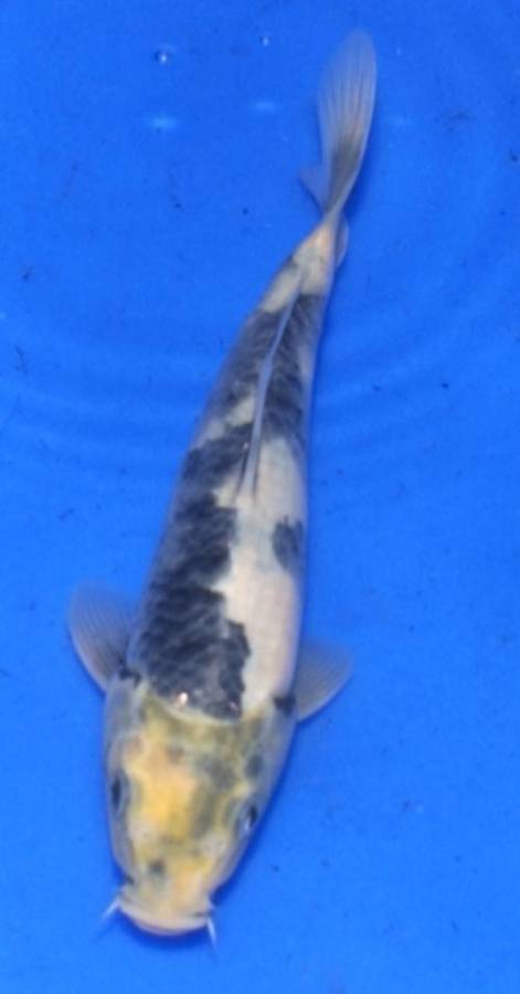 Happy Koi Koi Fish Auction