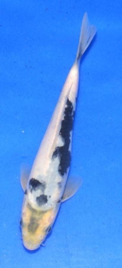 Happy Koi Koi Fish Auction
