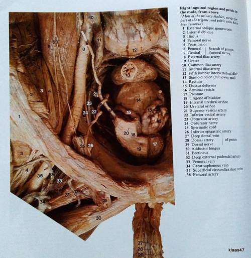 A Colour Atlas of Human Anatomy - R.M.H. Mc Minn and R.T. Hutchings - Hardcover