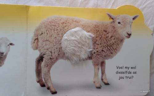 Eendjie en sy Maats - Vat, Voel en Se - Cardboard page Baby Book