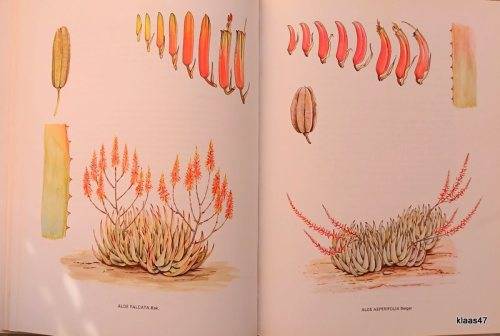 South African Aloes - Barbara Jeppe - Hardcover 1969