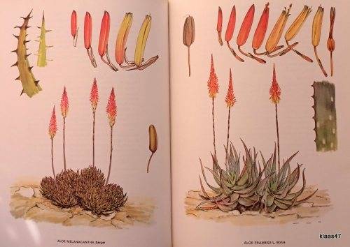 South African Aloes - Barbara Jeppe - Hardcover 1969