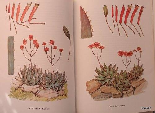South African Aloes - Barbara Jeppe - Hardcover 1969