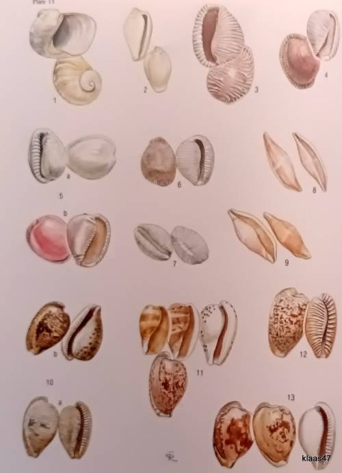 Sea Shells of Southern Africa - Richard Kilburn and Elizabeth Rippey - Hardcover 1982