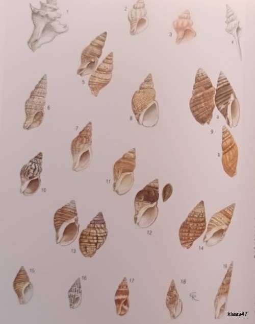 Sea Shells of Southern Africa - Richard Kilburn and Elizabeth Rippey - Hardcover 1982