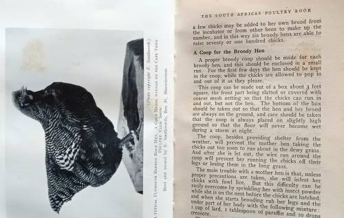 The South African Poultry Book - Charles W Smith - Hardcover 1944