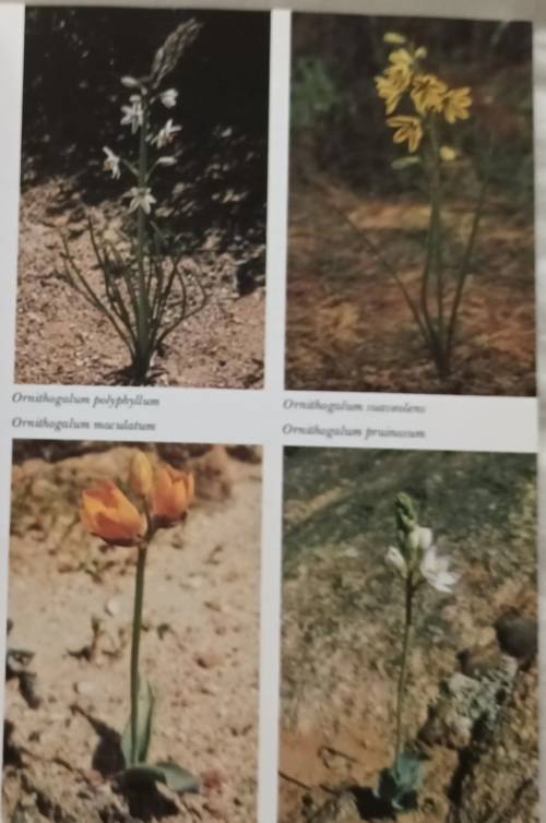 Namaqualand and Clanwilliam (South African Wild Flower Guide 1) - A le Roux, E Schelpe - P/back