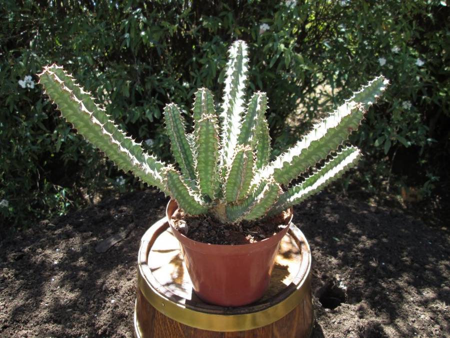 Euphorbia pseudocactus. 12cm pot