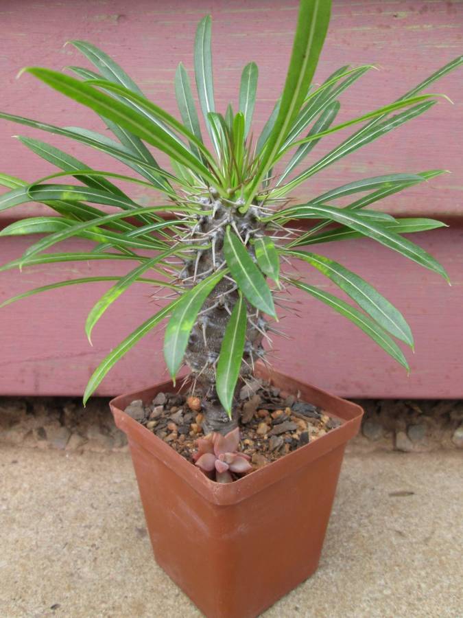 Pachypodium lamerei (Madagascar Halfmens) 10cm pot. Clearance sale.