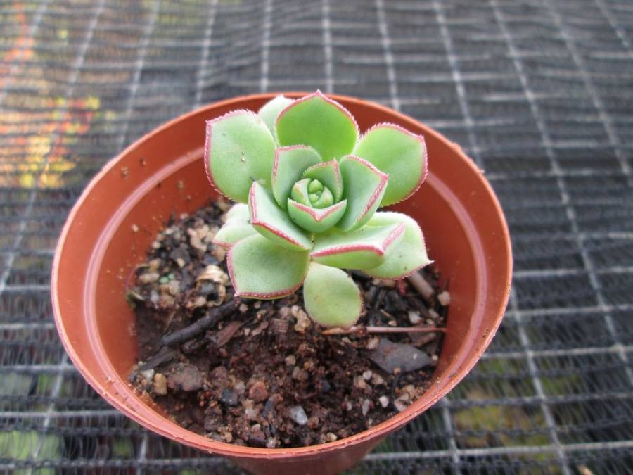 Aeonium 7.5cm pot. Clearance sale.