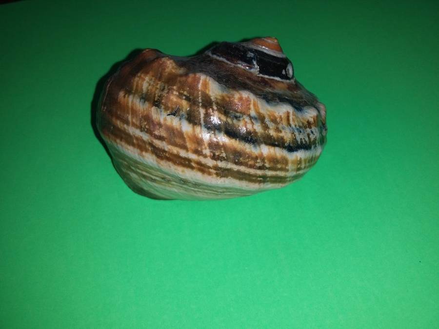 Sea Shell-Collecting