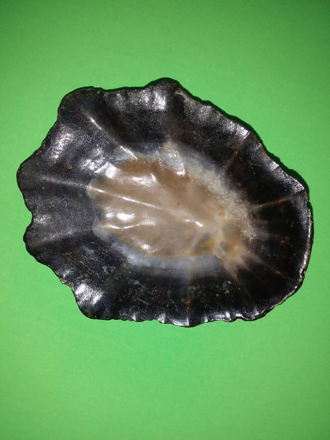 Sea Shell-Collecting