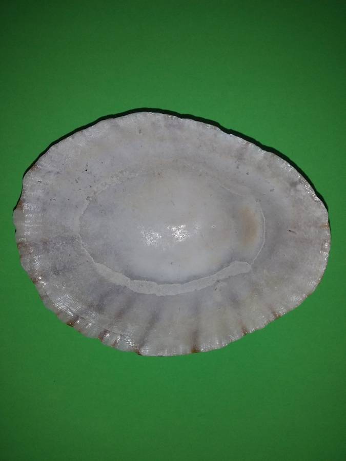 Sea Shell-Collecting