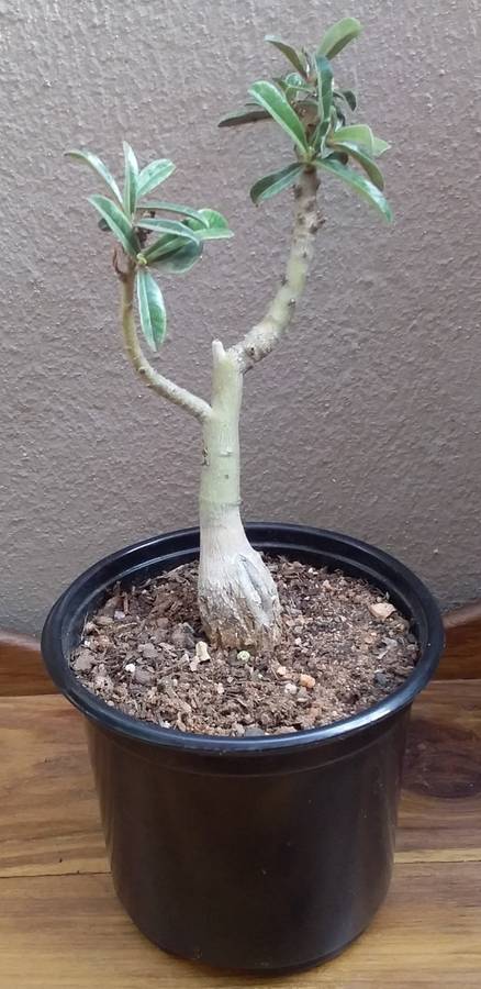 Live Plant-Succulent-Gardening- Adenium multiflorum, Impala Lily +-3cm Caudex