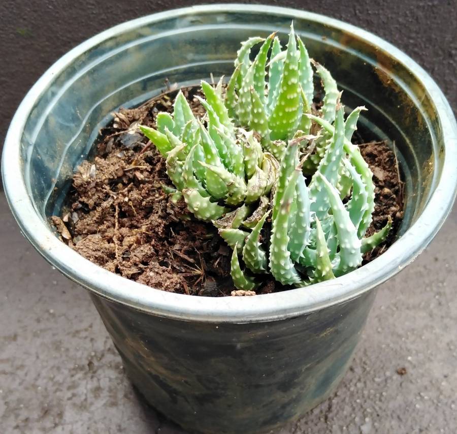 Live Plant Aloe humilis 10cm pot -Succulent-Gardening-