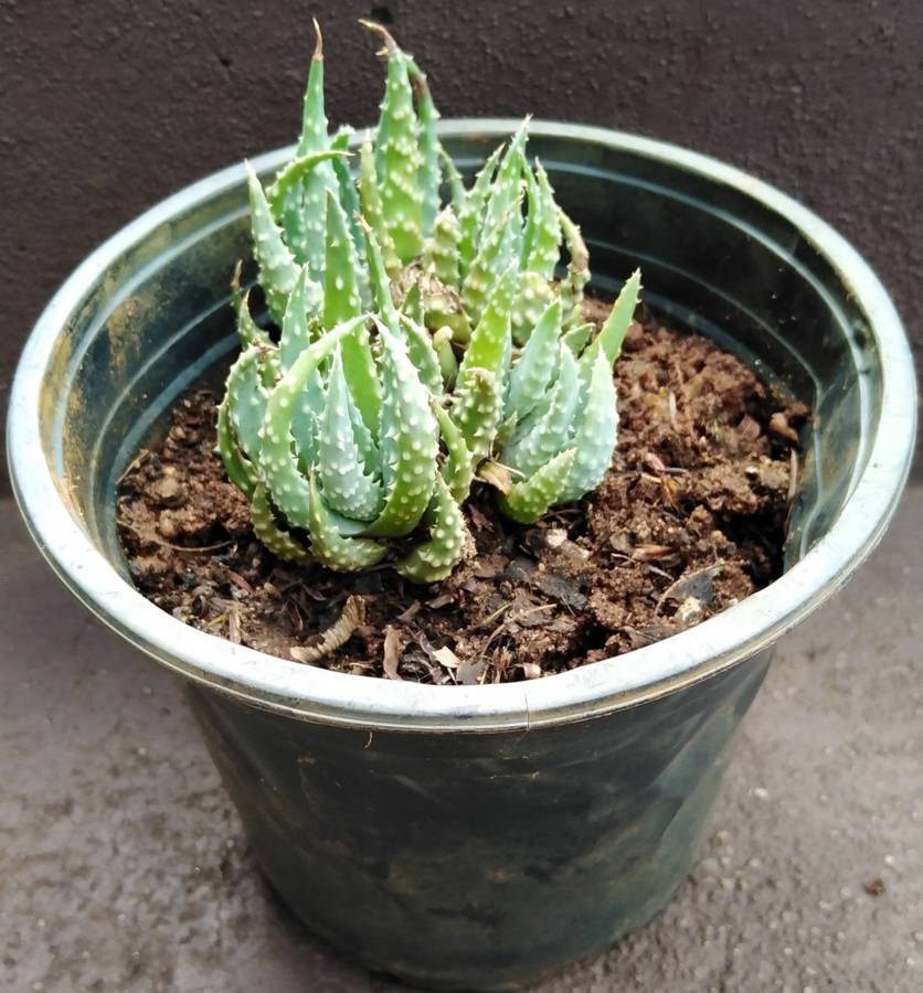 Live Plant Aloe humilis 10cm pot -Succulent-Gardening-