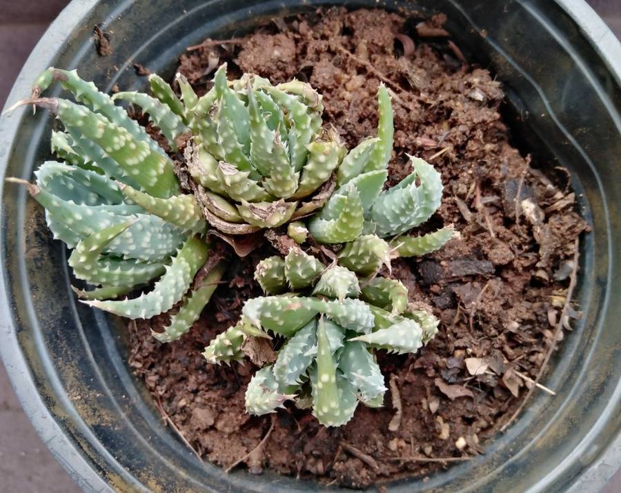Live Plant Aloe humilis 10cm pot -Succulent-Gardening-