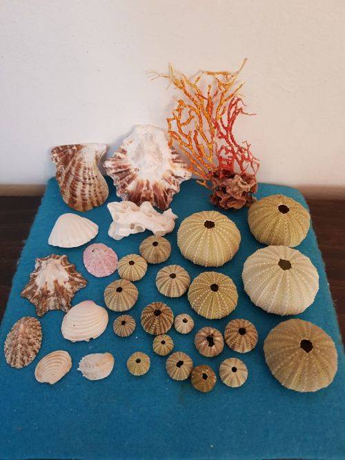 Sea Shells & rare redsea grass from Jeffreys Bay (cleaned handpicked) beach, driftwood, fish aqarium