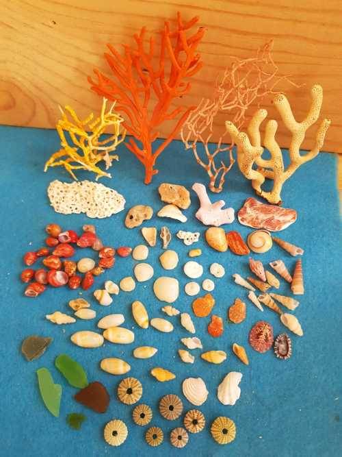 Sea Shells & rare redsea grass from Jeffreys Bay (cleaned handpicked) beach, driftwood, fish aqarium