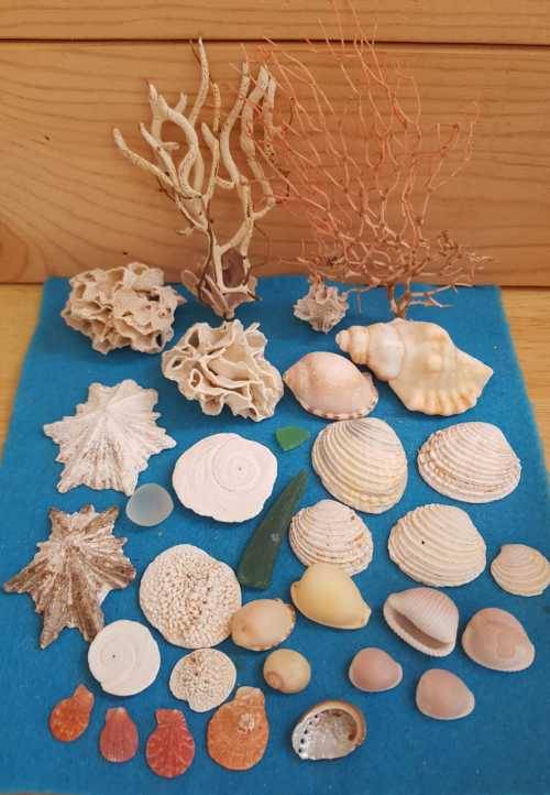 Sea Shells & rare sea grass from Jeffreys Bay (cleaned handpicked) beach, driftwood, fish aqarium